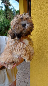 Prodám Lhasa Apso s PP - 5
