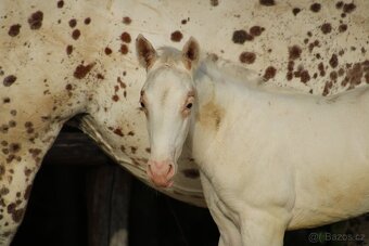 Appaloosa red few spot filly Cherry - 5