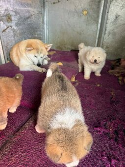 Štěňata Akita inu - 5