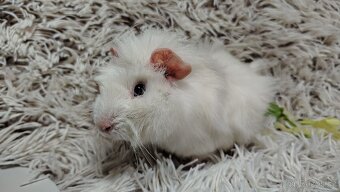 Morče, Morčata, Morčátko, Morčátka - DARWIN A MERLIN - 5