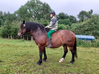 Prodám norického valacha - 5