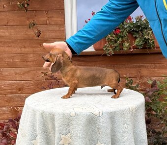 Jezevčík hladkosrstí trpasličí králičí s pp - 5