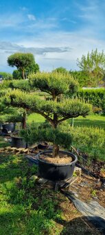 Tvarované borovice přímo od pěstitele. Velké bonsaje - 5