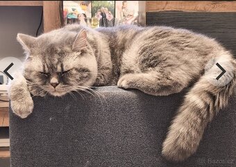 Prodám Britská koťátka - 5