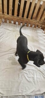 Cane corso X Německý ohař - 5