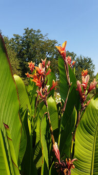 Hlízy kany (dosna, Canna) - 5