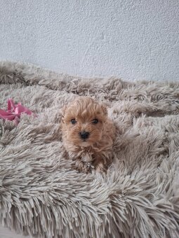 Maltipoo - 5