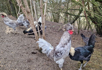 Kohouti Holanďanky, Hedvábničky - 5