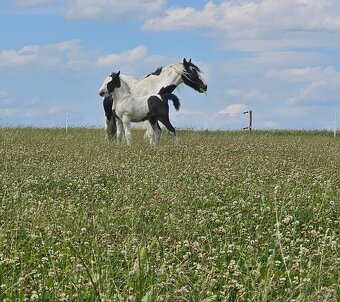 Hřebeček Irský Cob, Irish Cob - 5