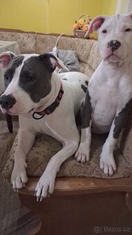 Štěně stafordšírský teriér - 5