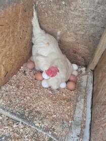 Domácí vajíčka - 5
