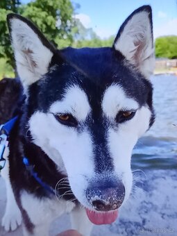 Štěňata husky křížení labrador - 5