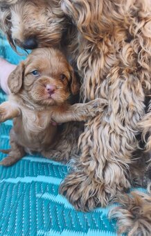Cavapoo - 5