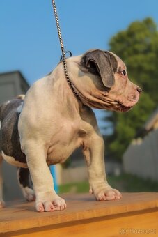 American Bully XL 🐾 - 5