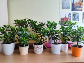 Pokojové rostliny Tlustice ( Crassula ovata) - 5