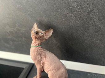 Sphynx - 5