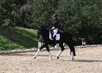 Drezurní klisna po fenomenálním hřebci Secret - 5