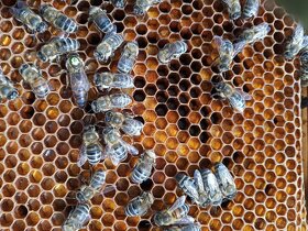 Včely - vyzimovaná produkční včelstva a oddělky - 5
