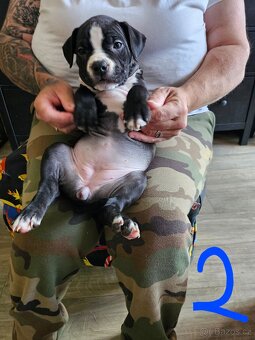Štěňátka Pitbulla prodám - 5
