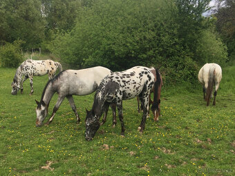 Appaloosa - klisna černý leopard - 5