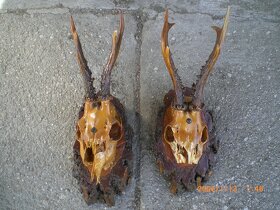 myslivost - 5