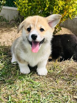 Welsh corgi pembroke s PP (FCI) - 5