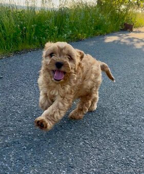 Cavapoo s registraci - 5