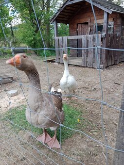 Násadová vejce husy kachny pekingská - 5