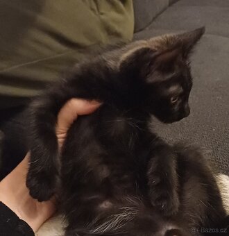 Kocourek č.1- Mainská x Ragdoll x - 5
