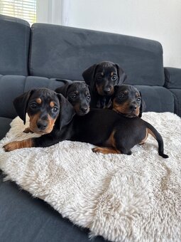 Jezevčík hladkosrstý - 5