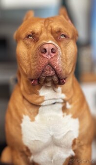 Krytí American Bully XL s PP - 5