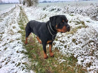 Nabízím rotvajler štěňátka - 5