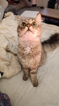 Kříženec Mainské mývalí - 5