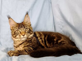 Mainská mývalí- kočička s PP - 5