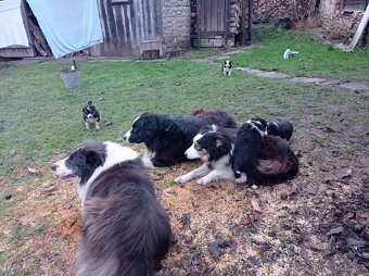 štěňata border kolie - 5