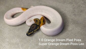 Krajta královská - 5