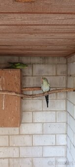 Papoušek horský modrý - 5