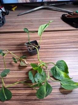 Sada rostlinek - 333 Kč/ 4 kusy - 5