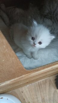 Britská kočička point s PP - 5