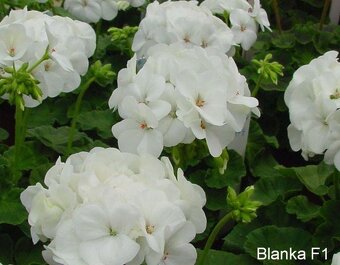 Muškát vzpřímený Red&White pelargonie - 5