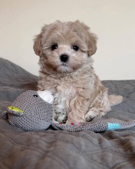 Maltipoo F1, karamelová barva - 5