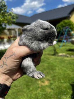 🐰 Zakrslí králíčci – zakrslý lvíček - 5
