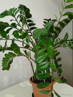 Zamioculcas - 5