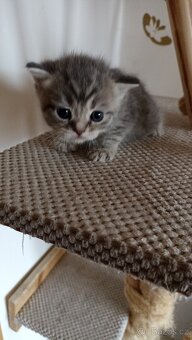 Britská whiskas kočička s PP - 5