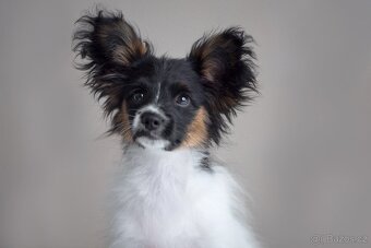 Fenka papillon - 5