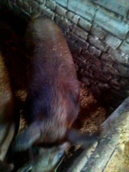 Duroc & Landras, svině -maso -chov.. - 5