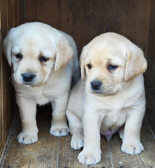 Nabídka štěňat labradorského retrievera - 5