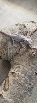 Agama vousata - 5