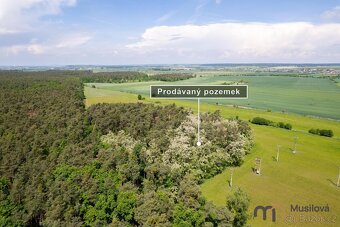 Prodej lesa 6233 m2 - 5