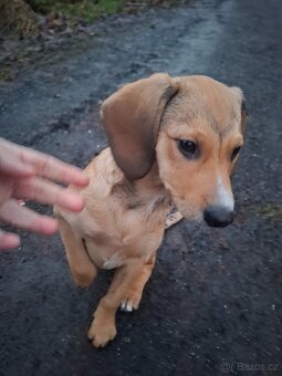 Stěně Labrador X Lovecký Pes - 5